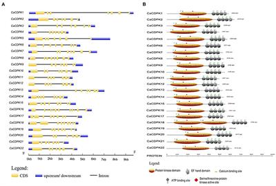 Molecular Characterization Reveals the Involvement of Calcium Dependent Protein Kinases in Abiotic Stress Signaling and Development in Chickpea (Cicer arietinum)